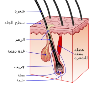 بنية الشعر وتشريحة