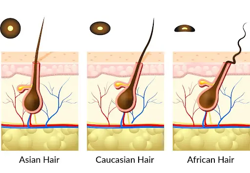 أنواع الشعر من حيث تأثير شكل البصيلة