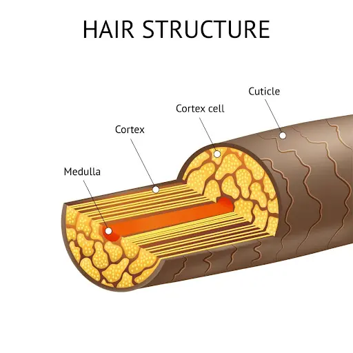 مكونات الشعر الطبيعي